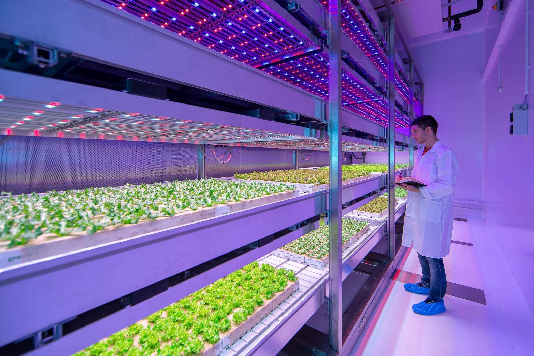 startap-growflux-filadelfiya-nastraivaet-osveshchenie-dlya-vyrashchivaniya-selskohozyajstvennyh-kultur-v-pomeshcheniyah